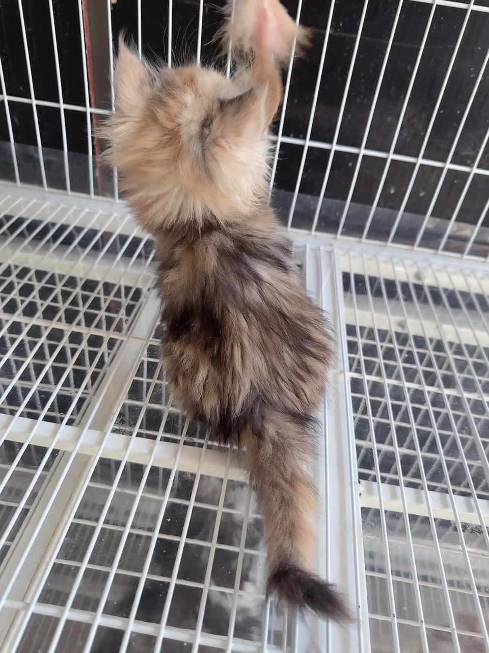 
稀有色三花异瞳缅因,蓝黄双瞳,温柔又霸气,自带高光特效🌟